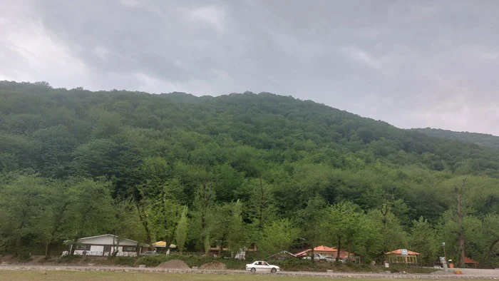 جنگلی درنیکا